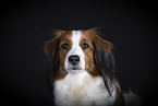 Kooikerhondje in studio