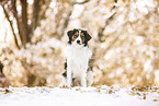 Kooikerhondje in winter