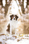 Kooikerhondje in winter