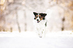 Kooikerhondje in winter