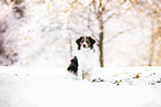 Kooikerhondje in winter