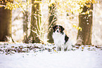 Kooikerhondje in winter