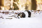 Kooikerhondje in winter