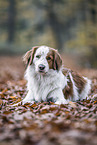 Kooikerhondje