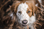 Kooikerhondje