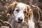 Kooikerhondje