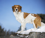 Kooikerhondje in winter