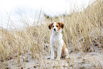 Kooikerhondje Puppy