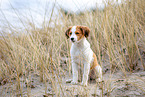 Kooikerhondje Puppy