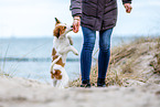 Kooikerhondje Puppy