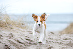 Kooikerhondje Puppy