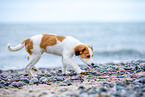 Kooikerhondje Puppy