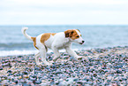 Kooikerhondje Puppy