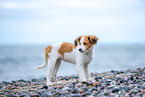 Kooikerhondje Puppy