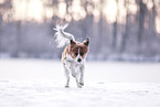 Kooikerhondje