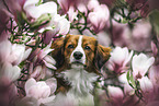Kooikerhondje