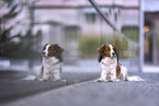 Kooikerhondje