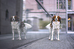 Kooikerhondje