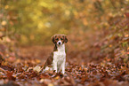 Kooikerhondje Puppy
