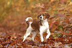 Kooikerhondje Puppy