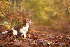 Kooikerhondje Puppy