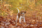 Kooikerhondje Puppy