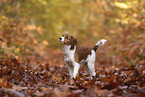 Kooikerhondje Puppy