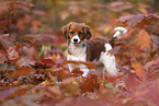 Kooikerhondje Puppy