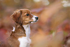 Kooikerhondje Puppy
