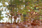 Kooikerhondje Puppy