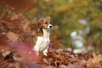 Kooikerhondje Puppy