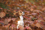 Kooikerhondje Puppy