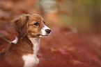 Kooikerhondje Puppy