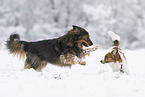Mixed breed and Kooikerhondje playing in the snow