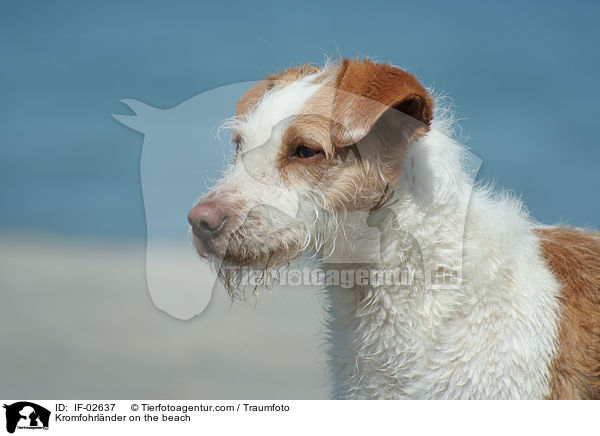 Kromfohrlnder am Strand / Kromfohrlnder on the beach / IF-02637