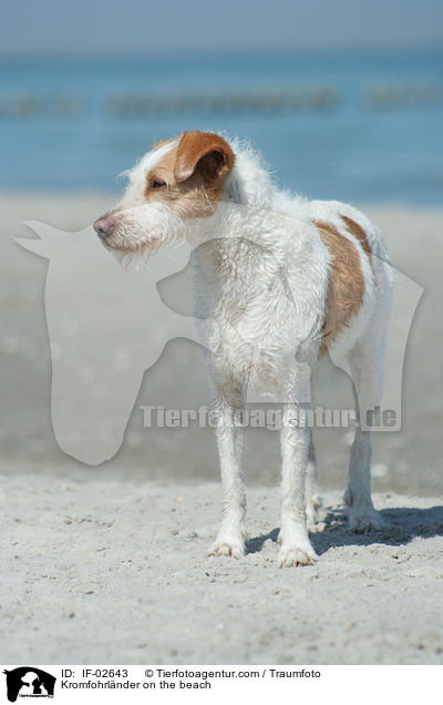 Kromfohrlnder on the beach / IF-02643