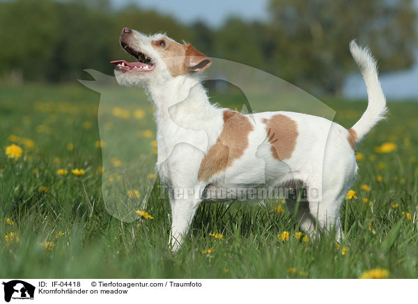 Kromfohrlnder auf Wiese / Kromfohrlnder on meadow / IF-04418