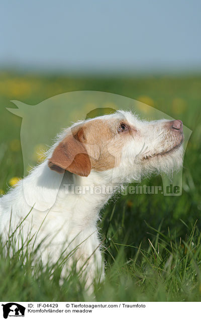 Kromfohrlnder auf Wiese / Kromfohrlnder on meadow / IF-04429