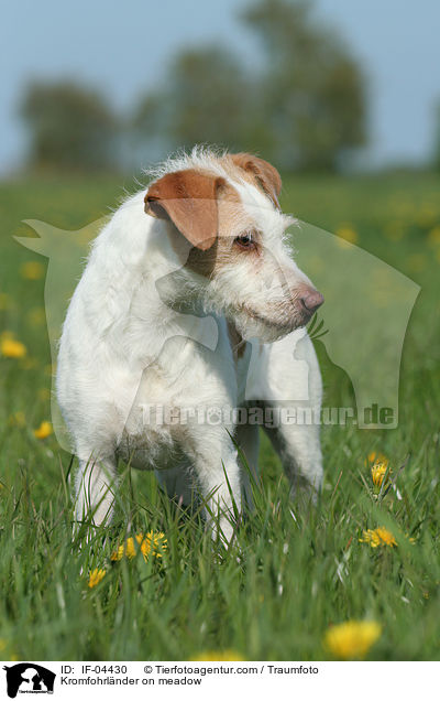 Kromfohrlnder auf Wiese / Kromfohrlnder on meadow / IF-04430