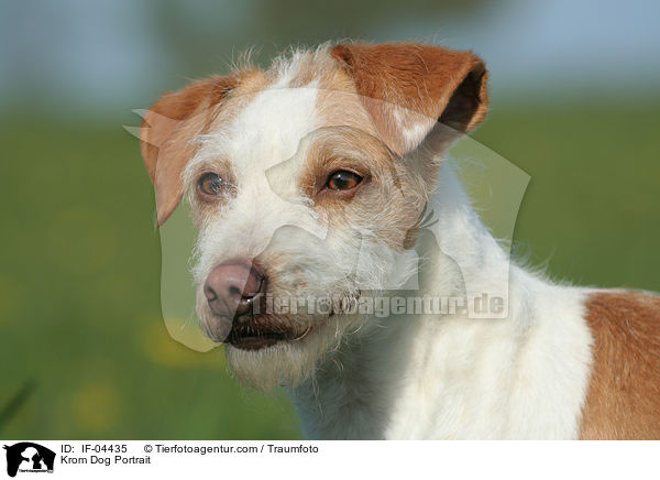 Kromfohrlnder Portrait / Krom Dog Portrait / IF-04435