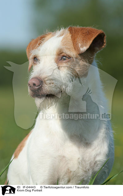 Kromfohrlnder Portrait / Krom Dog Portrait / IF-04443