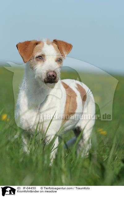 Kromfohrlnder auf Wiese / Kromfohrlnder on meadow / IF-04450