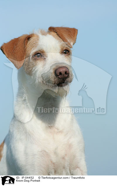 Kromfohrlnder Portrait / Krom Dog Portrait / IF-04452