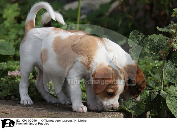 Kromfohrlnder Welpen / Kromfohrlnder Puppies / KMI-02056