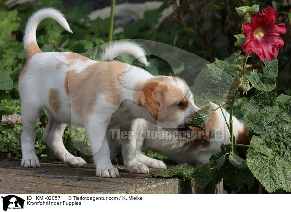 Kromfohrlnder Welpen / Kromfohrlnder Puppies / KMI-02057