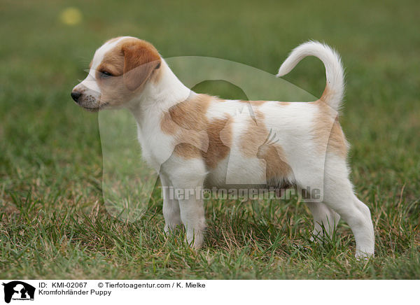 Kromfohrlnder Welpe / Kromfohrlnder Puppy / KMI-02067