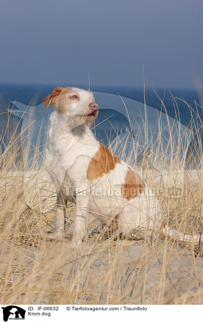 Kromfohrlnder / Krom dog / IF-06632