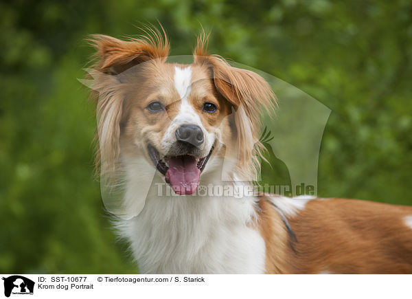 Kromfohrlnder Portrait / Krom dog Portrait / SST-10677