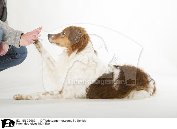 Kromfohrlnder gibt Pftchen / Krom dog gives high-five / NN-06683