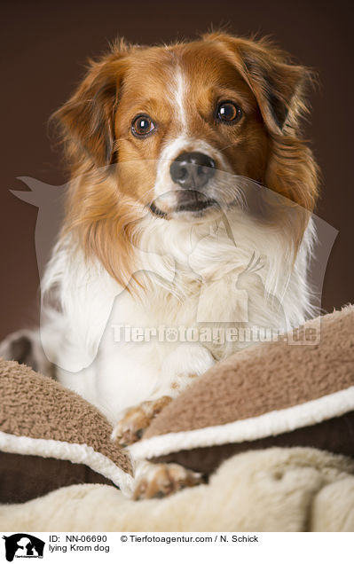 liegender Kromfohrlnder / lying Krom dog / NN-06690